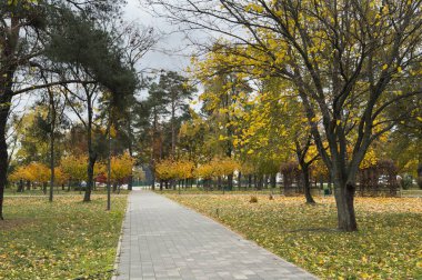 Sonbahar parkı yolu canlı sarı ve yeşil ağaçlarla kaplı, yere düşen yapraklar, sakin bir şehir kaçışı sağlıyor. Yüksek kalite fotoğraf