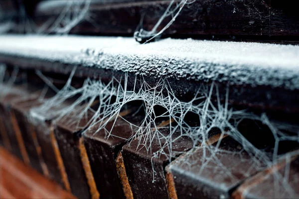 霜冻天气下结冰蜘蛛网的特写照片 免版税图库图片