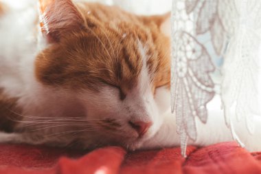 Kırmızı bir battaniyenin üzerinde uyuyan güzel beyaz ve kızıl bir tekirin yakın plan fotoğrafı.