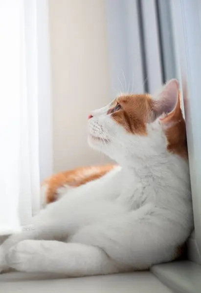 Χαριτωμένο Γάτα Τζίντζερ Ακουμπά Στο Παράθυρο Και Κοιτάζοντας Προς Πάνω — Φωτογραφία Αρχείου