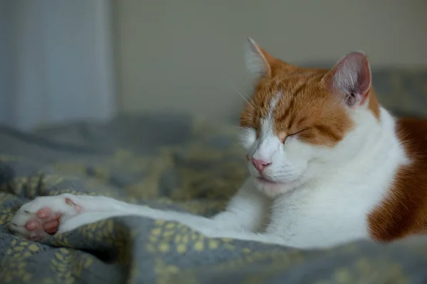Söt Ingefära Katt Som Tar Tupplur Sängen — Stockfoto