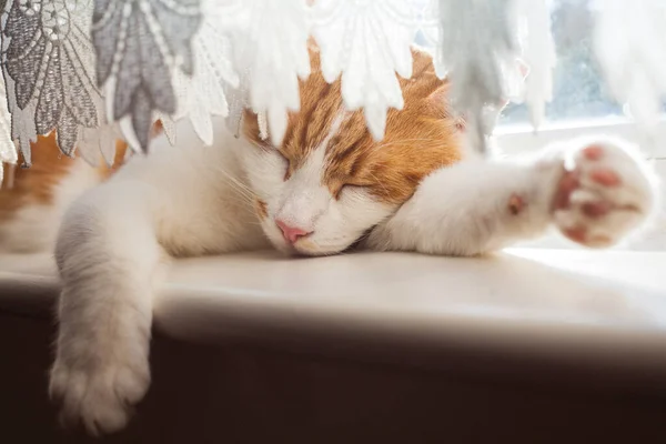 Niedliche Ingwer Tabby Katze Schläft Einem Sonnigen Tag Auf Der — Stockfoto