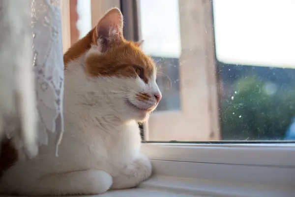 Niedliche Ingwer Tabby Katze Die Einem Sommerabend Aus Dem Fenster — Stockfoto