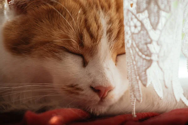 赤い毛布で寝ている美しい白とジンジャーのタビーのクローズアップ写真 — ストック写真