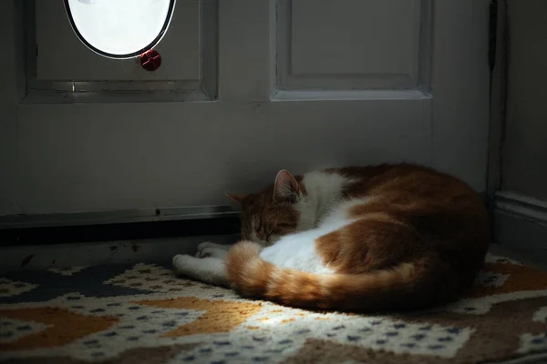 Χαριτωμένο Γάτα Τζίντζερ Φύλαξη Πτερύγιο Γάτα Του Από Ρουστίκ Πόρτα — Φωτογραφία Αρχείου