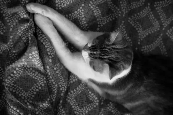 Zencefilli Kedi Siyah Beyaz Yatakta Kestiriyor Telifsiz Stok Fotoğraflar