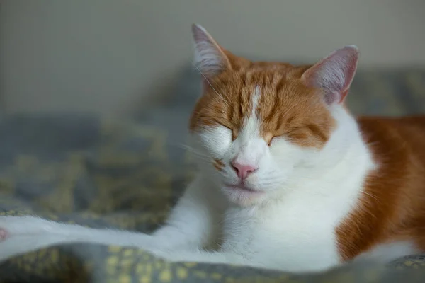 Tatlı Kızıl Kedi Yatakta Kestiriyor Stok Fotoğraf