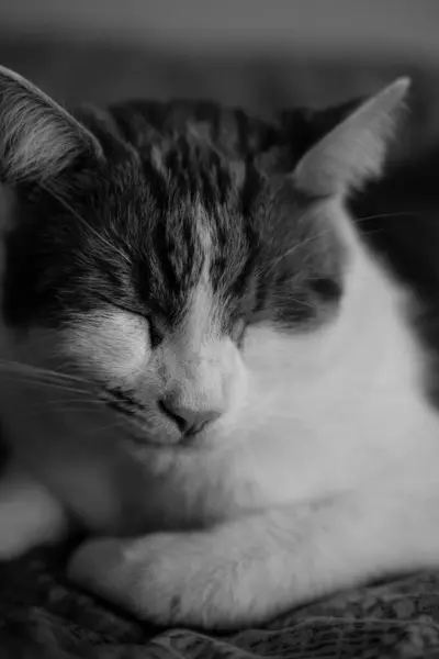 可爱的生姜猫在床上小睡片刻 图库图片