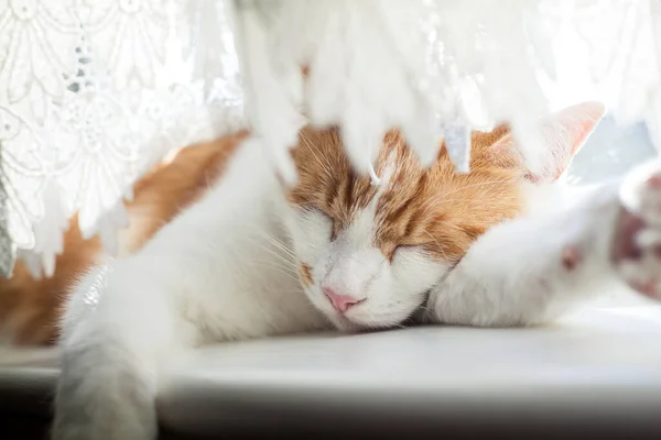 阳光明媚的日子里 可爱的姜饼猫睡在窗台上 图库图片