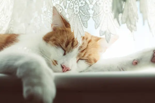 阳光明媚的日子里 可爱的姜饼猫睡在窗台上 免版税图库图片