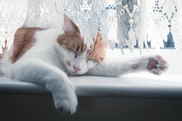Tatlı Kızıl Tekir Kedi Güneşli Bir Günde Pencere Eşiğinde Uyuyor Telifsiz Stok Imajlar