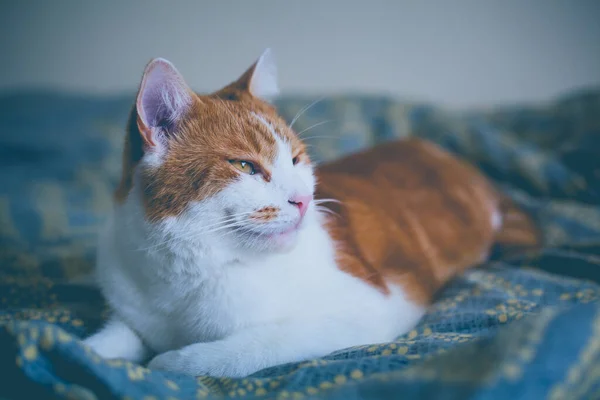 可爱的生姜猫在床上看起来很开心 图库照片