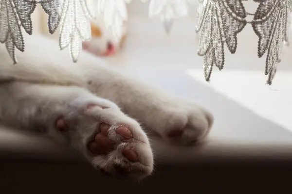 两只白猫的爪子从窗帘下伸出来 图库图片