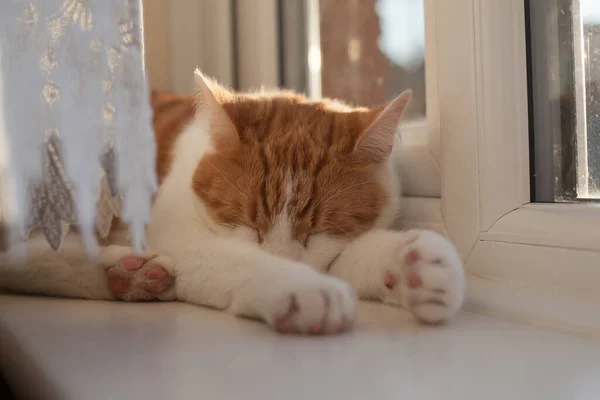 화창한 창턱에 잠자는 귀여운 고양이 스톡 이미지