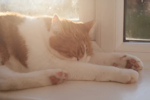 Tatlı Kızıl Tekir Kedi Güneşli Bir Günde Pencere Eşiğinde Uyuyor Stok Resim