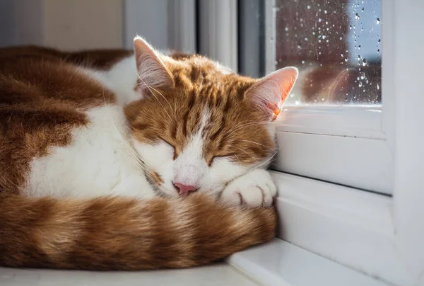 Tatlı Kızıl Tekir Kedi Yağmurlu Bir Günde Pencere Eşiğinde Uyuyor Stok Fotoğraf