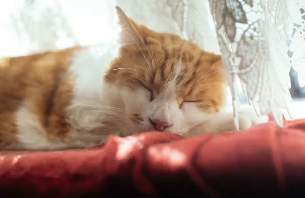Closeup Photo Beautiful White Ginger Tabby Sleeping Red Blanket Stock Picture