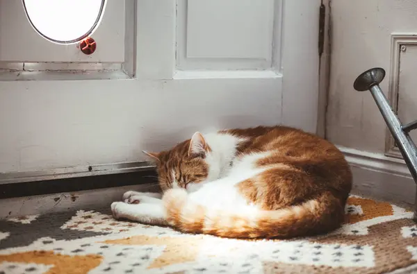 可爱的生姜猫在乡村花园门口守护着他的猫 免版税图库照片