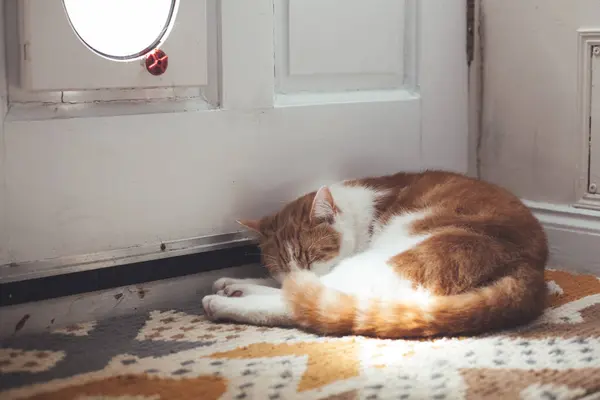 可爱的生姜猫在乡村花园门口守护着他的猫 免版税图库图片
