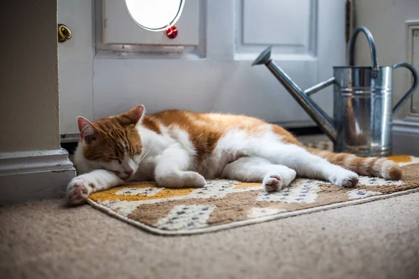 可爱的生姜猫在乡村花园门口守护着他的猫 图库图片