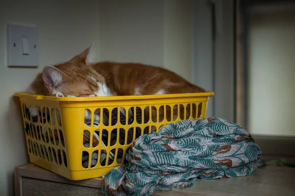 一只可爱的生姜猫睡在一个黄色的储物篮里 图库照片