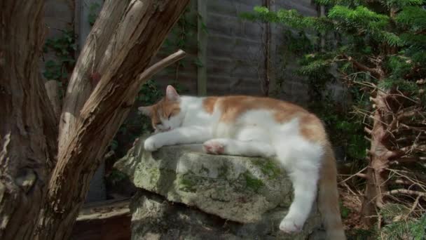 Roztomilý Bílý Zázvor Kočka Rolování Zahradě Rockery — Stock video