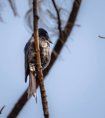 A White-Bellied Drongo is a species of Drongo found across the Indian Subcontinent, perched on a tree. 