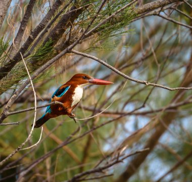 View of a  White-Throated kingfisher also known as the White-Breasted kingfisher sitting on a tree.