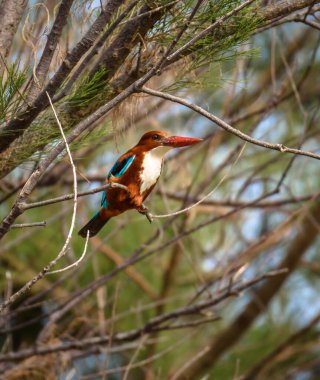 View of a  White-Throated kingfisher also known as the White-Breasted kingfisher sitting on a tree.
