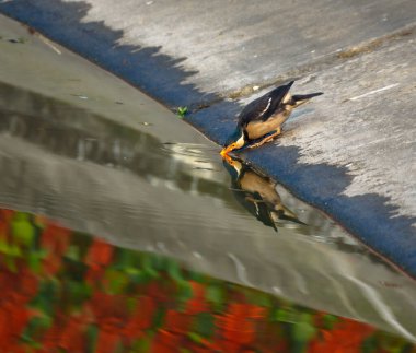 Gölete tünemiş Asya Pied Myna 'sı.