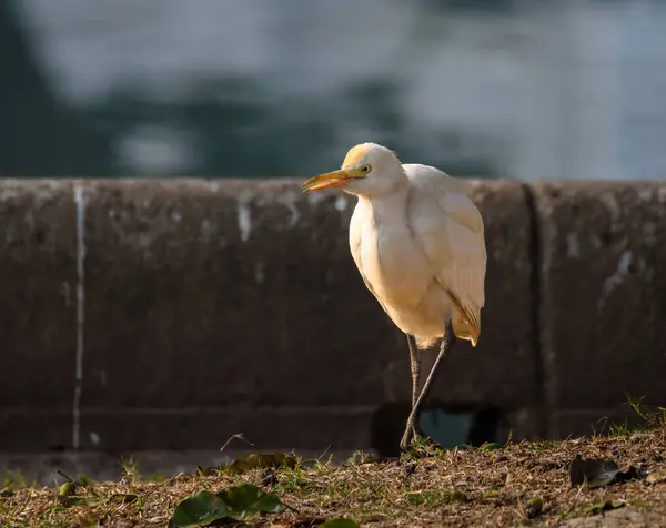 stock image The Cattle Egret is a cosmopolitan species of heron found in the tropics, subtropics, and warm-temperate zones.