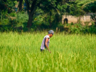 Balasore, Odisha, Hindistan, 25 Ekim 2023. Tarımsal alanı üzerinde çalışan tanımlanamayan bir Hint Tarım İşçisi..