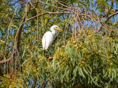 Cattle Egret balıkçılgiller familyasından tropiklerde, subtropik bölgelerde ve ılıman bölgelerde yaşayan bir balıkçıl türüdür..