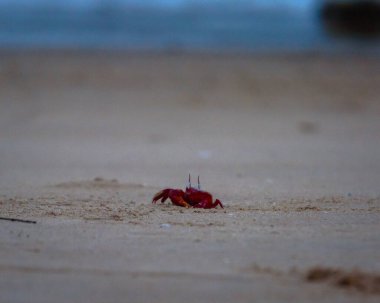 Red Crab in sand at Mandarmani Beach. Selective Focus is used. clipart