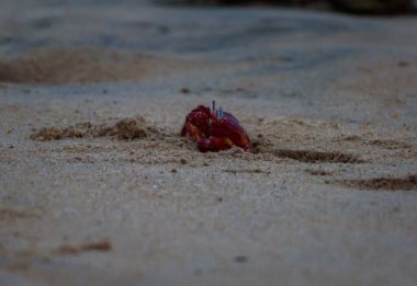 Red Crab in sand at Mandarmani Beach. Selective Focus is used. clipart