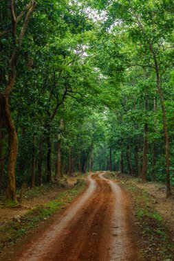 Hint ormanlarındaki yol manzarası.. 