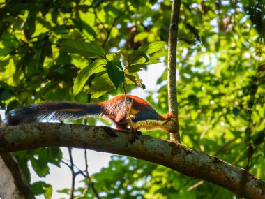 Hint Dev Sincap ya da Malabar Dev Sincap Manzarası .
