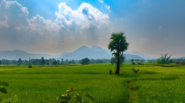 Hindistan 'daki Paddy Tarım Alanı manzarası.