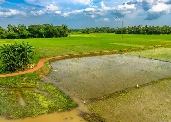 Paddy Rice Fields ve Köy Yolu Muson mevsiminde.