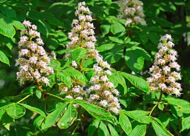 Kestanenin çiçek açan dalları (Castanea sativa) baharda