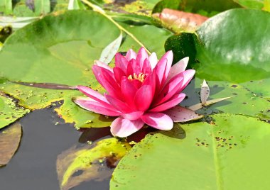 Güzel pembe Nilüfer (lotus) havuzda