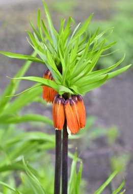 Çiçek tarhında güzel taze Fritillaria imparatorluğu çiçekleri