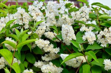 Deutzia gracilis çalısı ya da Japon kar çiçeği