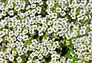 Güzel Alyssum Procumbens (Pamuk Prenses) çiçeği, yaklaş.