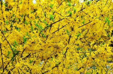 Taze sarı Paskalya Ağacı (Forsythia Intermedia) çiçekleri