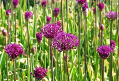 Allium christophii veya Pers soğanı (Amaryllidaceae) çiçeği