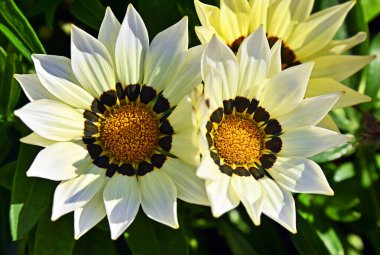 Asteraceae ailesinden Beyaz Gazania (Afrika Papatyası) çiçeği