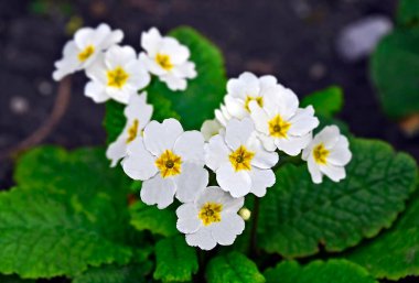 Beyaz Primrose (auricula) veya primula (acaulis) çiçeği
