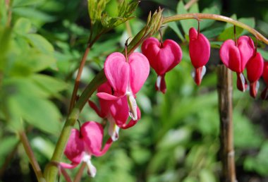 Kırsal çiçek tarhında güzel taze dicentra çiçeği