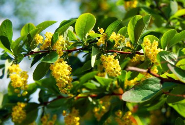 Böğürtlen (Berberis vulgaris) brigth sarı çiçekler ve yeşil yapraklar